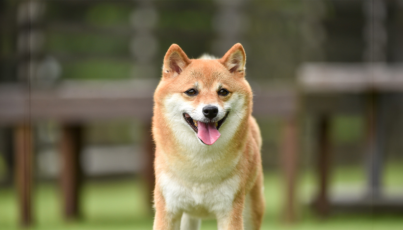 柴犬