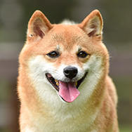 柴犬
