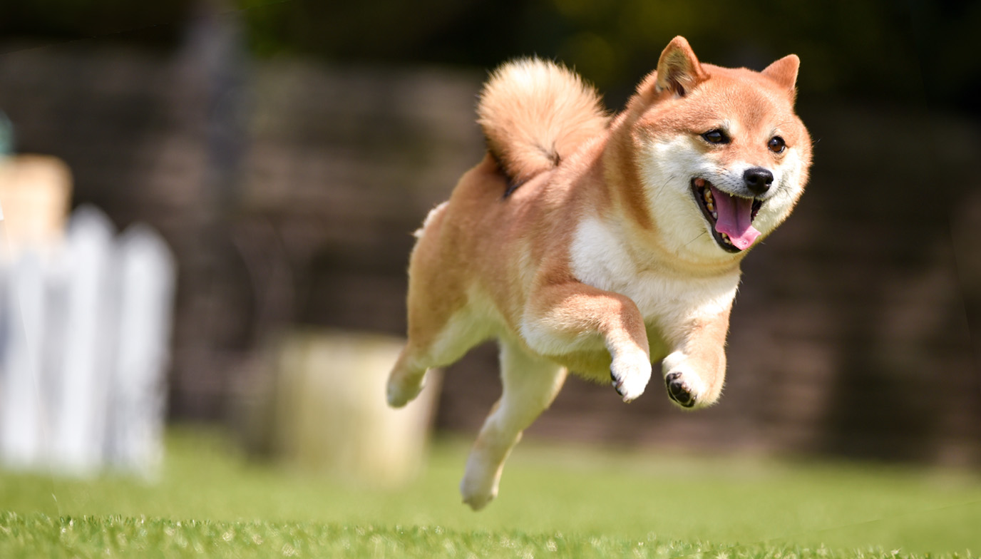 柴犬