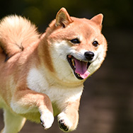 柴犬