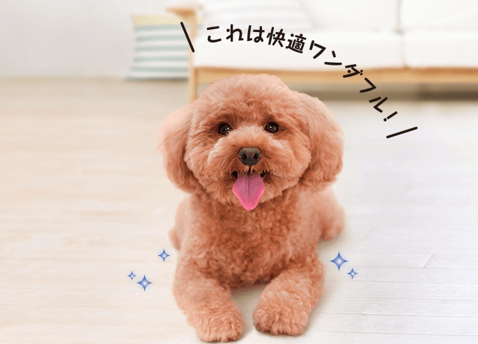 犬のおしっこシート、デオシート