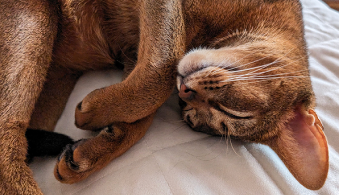 眠っている猫