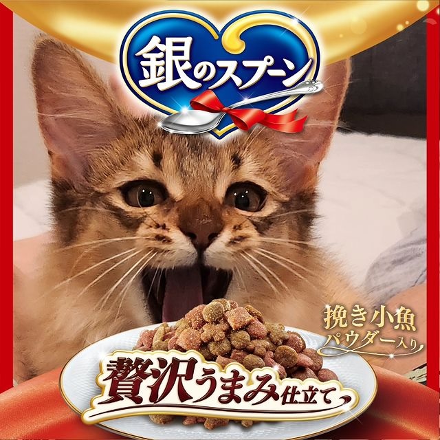 ジャクリーンちゃん