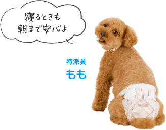 寝るときも朝まで安心よ 特派員もも