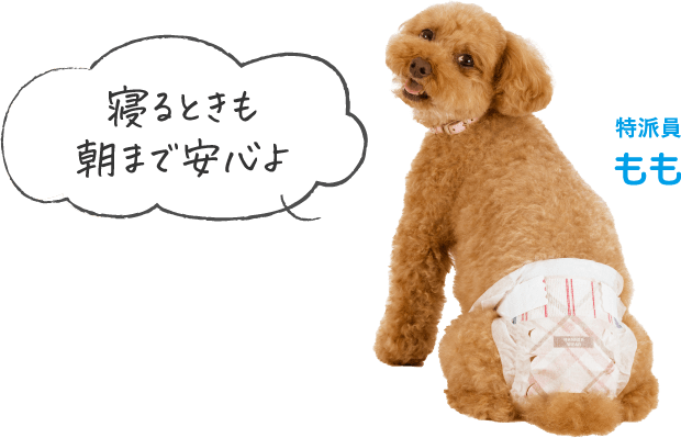 寝るときも朝まで安心よ 特派員もも
