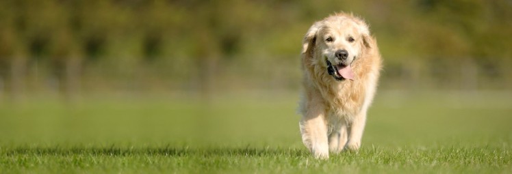 食事・遊び・散歩などの意欲に表れる犬の老化のサイン