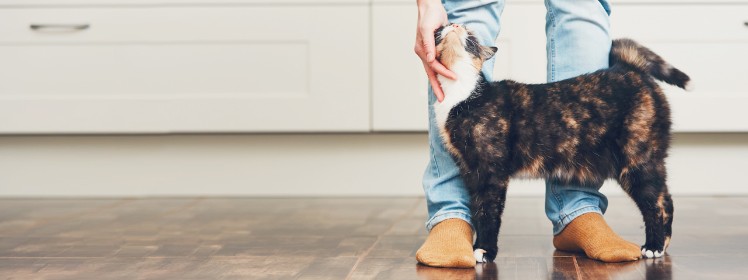 しぐさからわかる猫の気持ち〜すりすり編〜