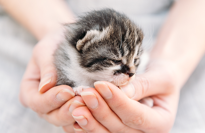 もしも子猫を保護したら、まずは動物病院で健康状態を診てもらおう