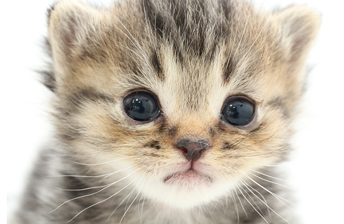 子猫がかかりやすい病気