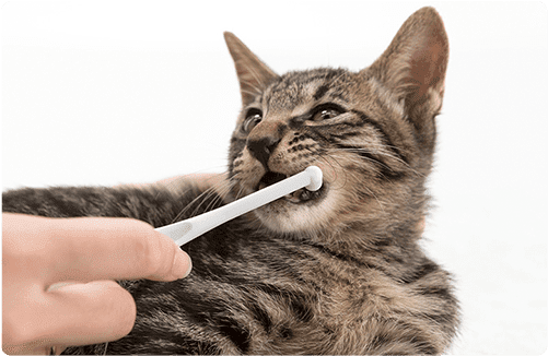 子猫の時期から始める歯みがき習慣
