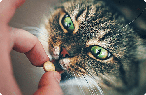 子猫の時期から始める薬を飲ませる練習