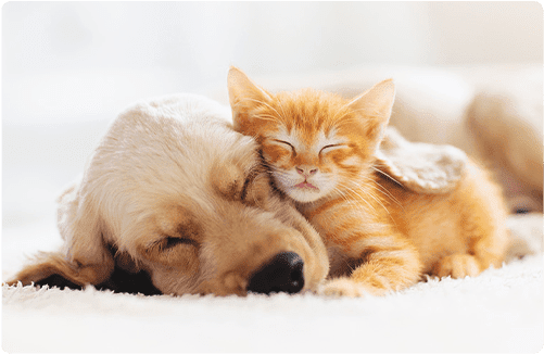 先住犬と子猫が仲良く一緒に暮らすためのポイント