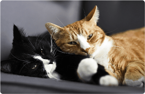 先住猫と子猫が仲良く一緒に暮らすためのポイント