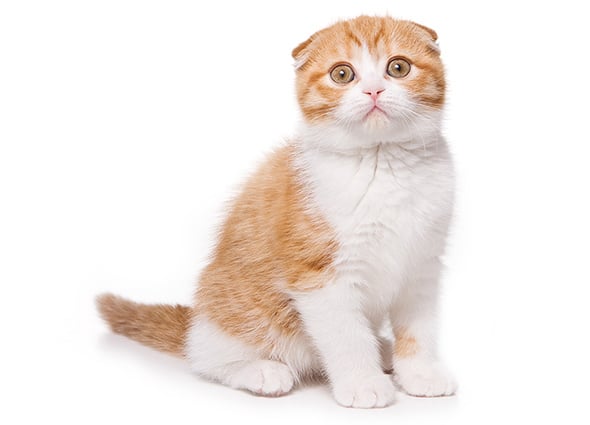 日本で多く飼われている猫種 子猫の育て方 ねこと もっと ユニ チャーム ペット