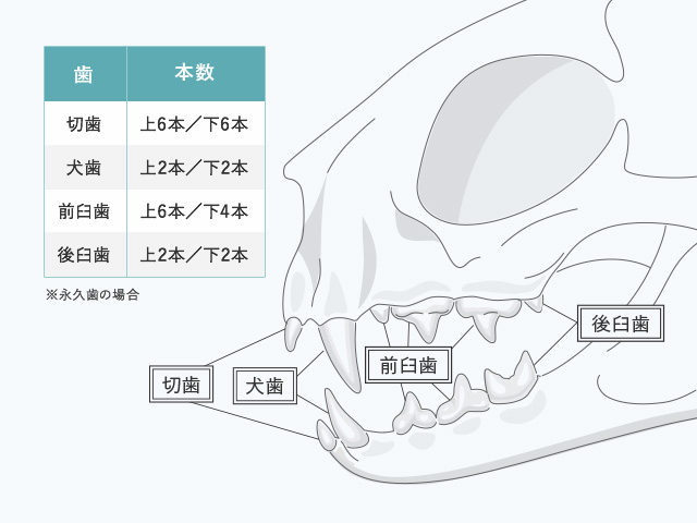 歯と本数の図（切歯：上6本、下6本）（犬歯：上2本、下2本）（前臼歯：上6本、下4本）（後臼歯：上2本、下2本）※永久歯の場合