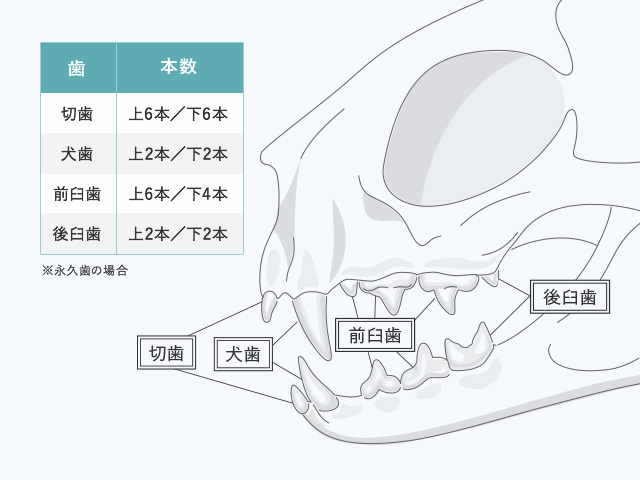 猫のオーラルケア ウェブマガジン ペットと ずっと ユニ チャーム ペット