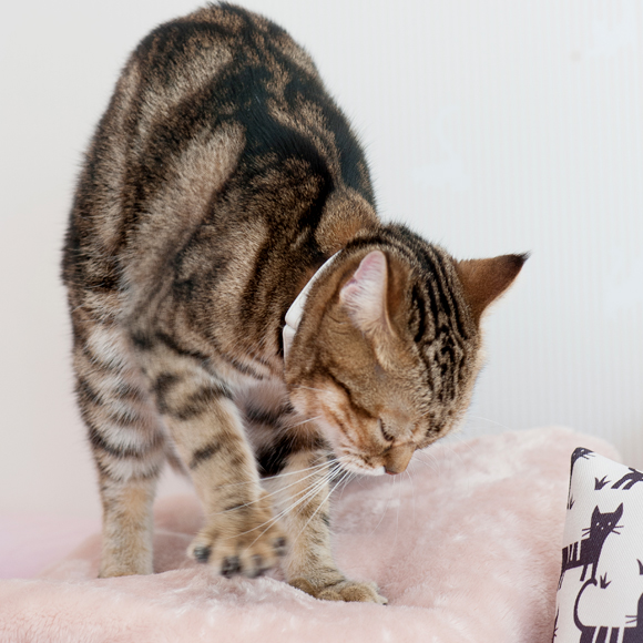 しぐさからわかる猫の気持ち ふみふみ編 ウェブマガジン ペットと ずっと ユニ チャーム ペット