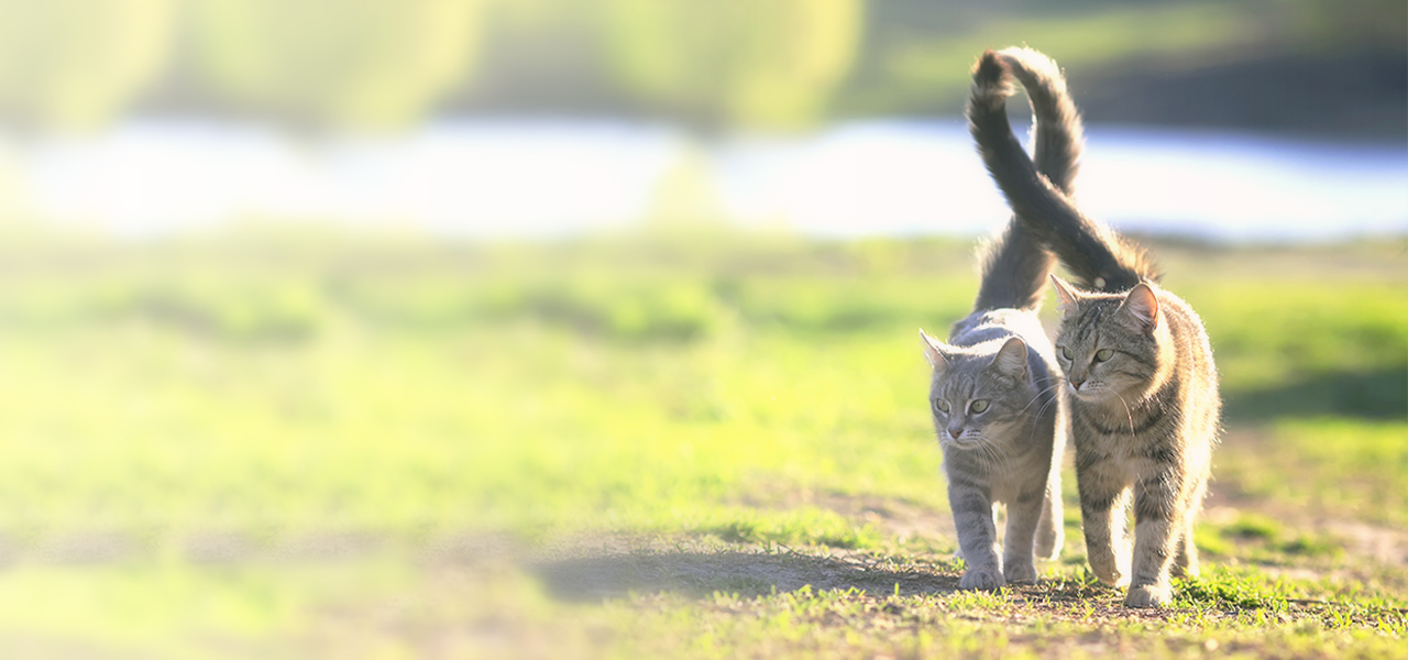 しっぽ 立てる 猫 猫がしっぽを振る意味は？しっぽを立てるときの感情は？