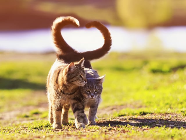 猫の発情期について知ろう 時期や期間 去勢 避妊について ウェブマガジン ペットと ずっと ユニ チャーム ペット