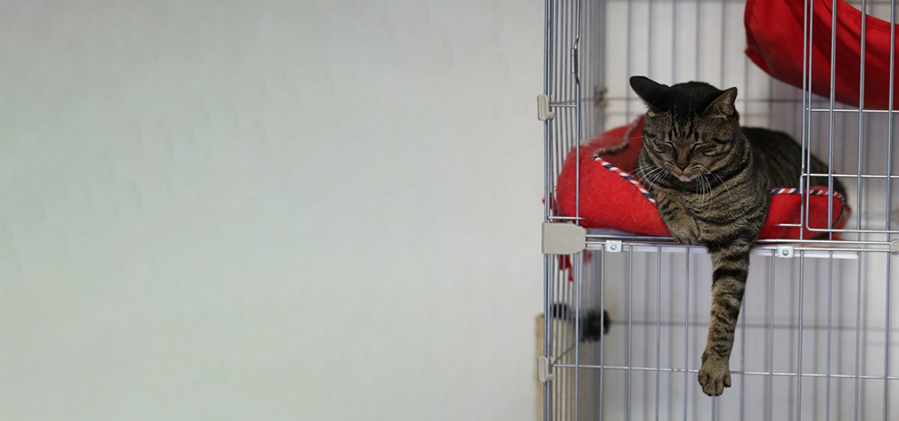 猫のしつけのポイント