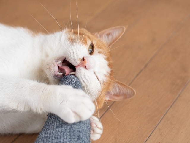猫の咬み癖へのしつけ