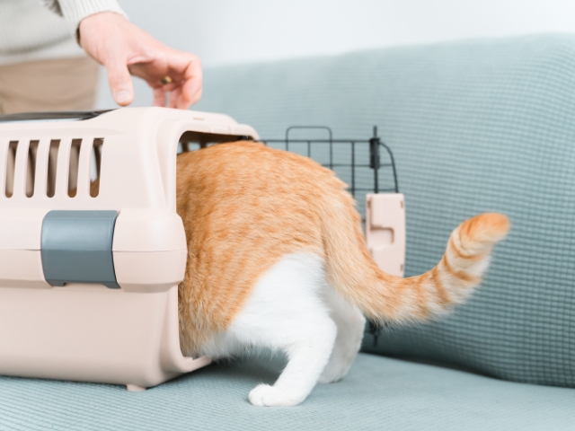 猫を社会に慣れさせるために