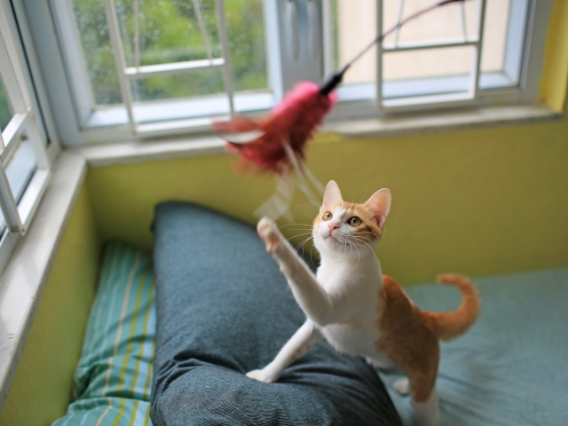 猫との遊び方