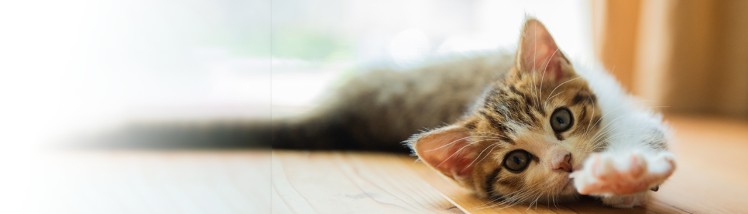 猫のうんちの色・形で見る 毎日の愛猫の健康管理