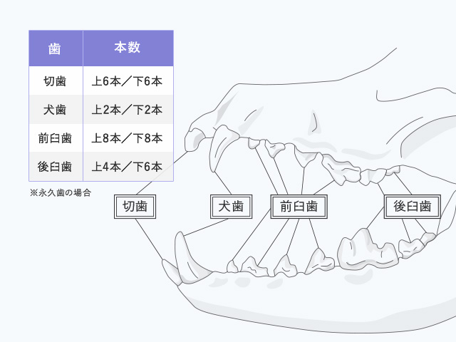 歯と本数の図（切歯：上6本、下6本）（犬歯：上2本、下2本）（前臼歯：上8本、下8本）（後臼歯：上4本、下6本）※永久歯の場合