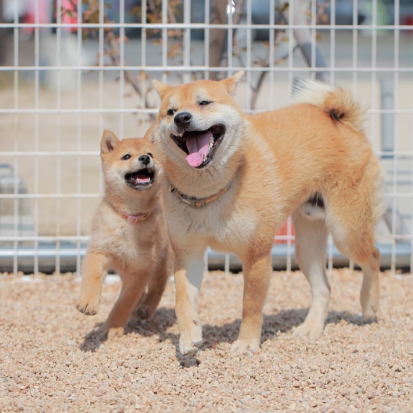 子犬と成犬のトイレのしつけの違い