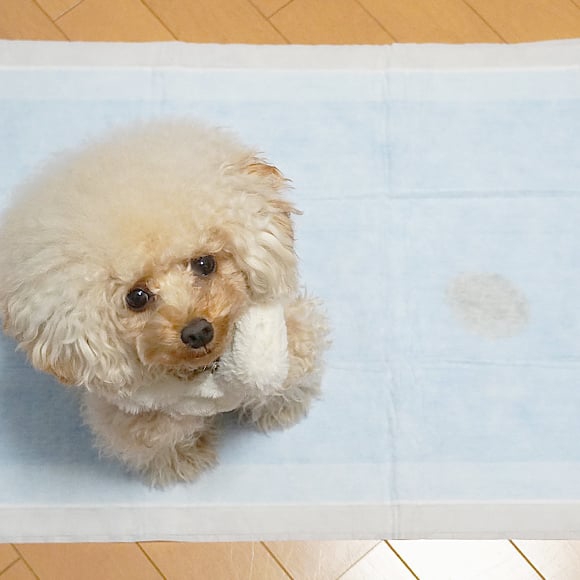 トイレの成功体験を積み重ねてステップアップ！