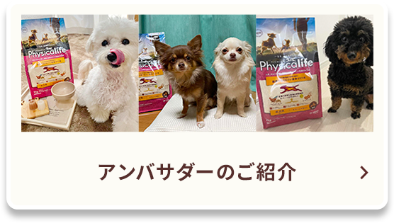 6ヶ月長期モニター企画