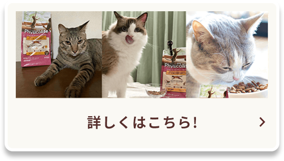 モニターレビュー